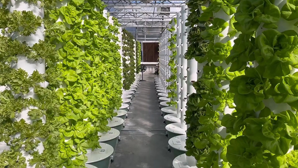 Aquaponics Systems Fish and Vegetable Co-Exist System Smart Commercial Greenhouse12