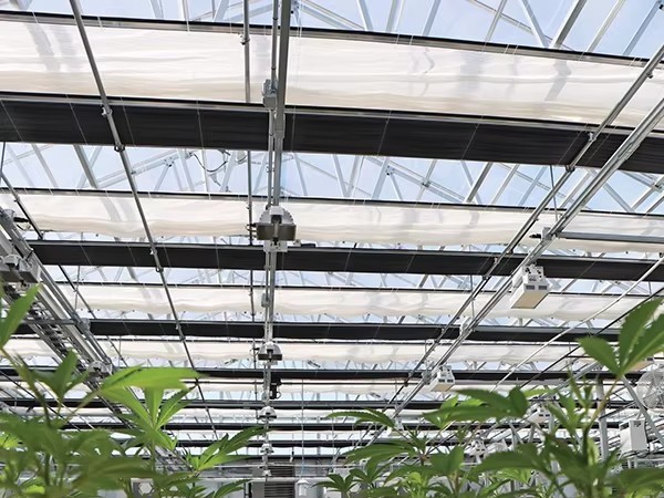 	 Light Deprivation Greenhouse Gutter Connected Multispan blackout systems for medical plants-852