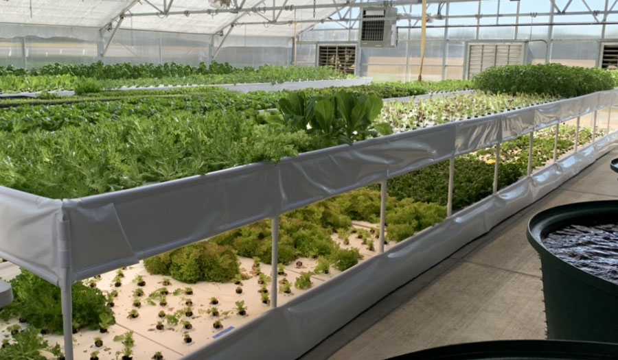 Aquaponics Systems Fish and Vegetable Co-Exist System Smart Commercial Greenhouse3