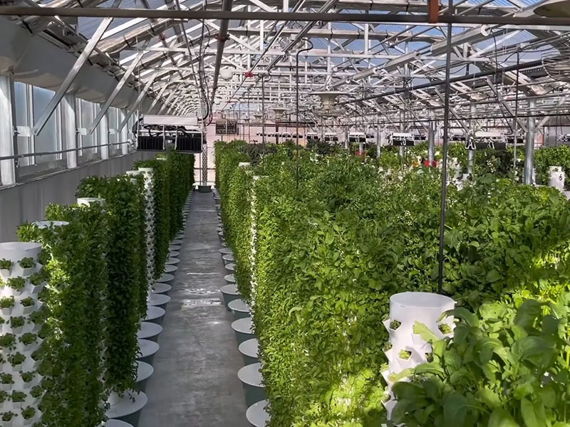 Aquaponics Systems Fish and Vegetable Co-Exist System Smart Commercial Greenhouse9