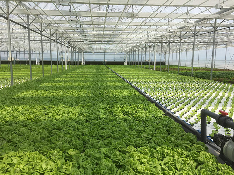 A large greenhouse for growing vegetables