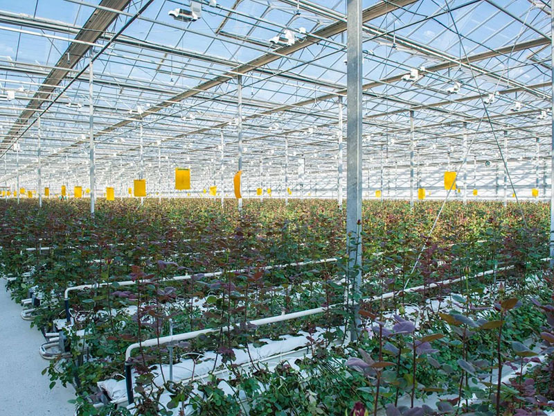 Greenhouse for planting flowers