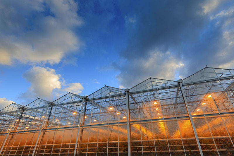 glass greenhouse (2)