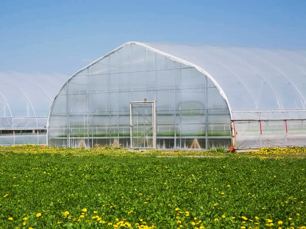 tunnel greenhouse36 (4)